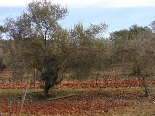 Réalisation taille d'oliviers dans oliveraies en PACA - Var Elagage