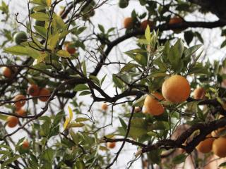 Taille d'arbre fruitier près de Draguignan et Fréjus