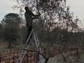 Taille d'olivier près de Lorgues