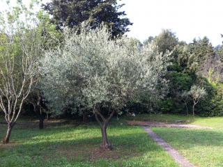Taille d'entretien et taille ornementale d'olivier dans le Var (83)