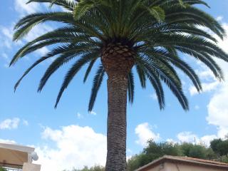 Taille de palmiers en hauteur dans le Var