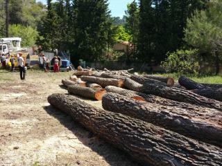 Abattage d'arbres en hauteur avec grue de plusieurs mètres