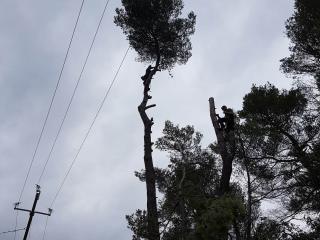 Abattages d'arbres délicats par démontage toutes hauteurs