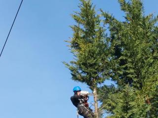 Abattage d'arbres proches de lignes électriques haute tension
