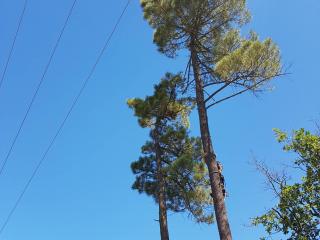 Abattage d'arbres proches de lignes électriques haute tension
