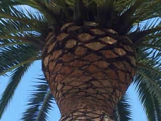 Taille de palmier en boule