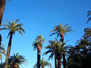 Taille de palmiers hauts près de Saint Tropez