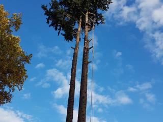 Abattages d'arbres délicats par démontage toutes hauteurs