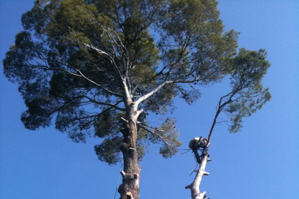 etapes abattage arbre délicat draguignan